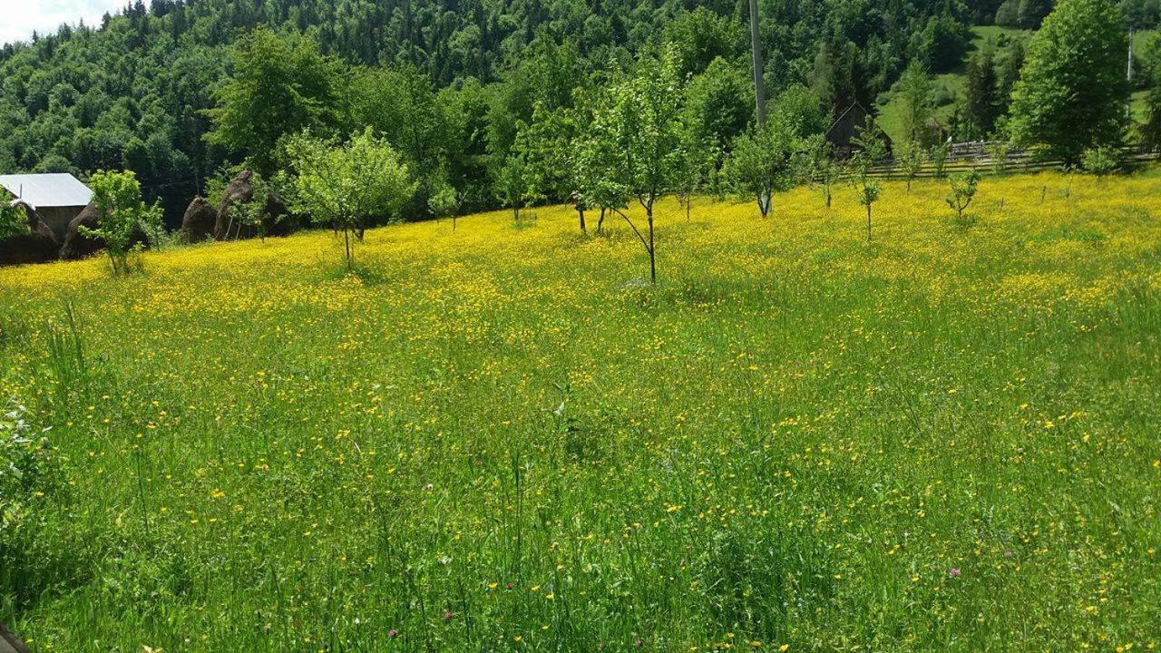 Pensiunea Miesca Matisesti Exteriör bild